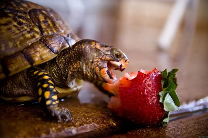 omnomnom.webp