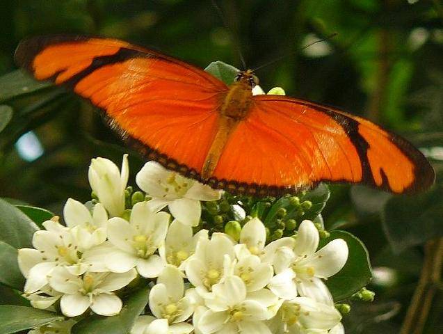 orange-2.JPG