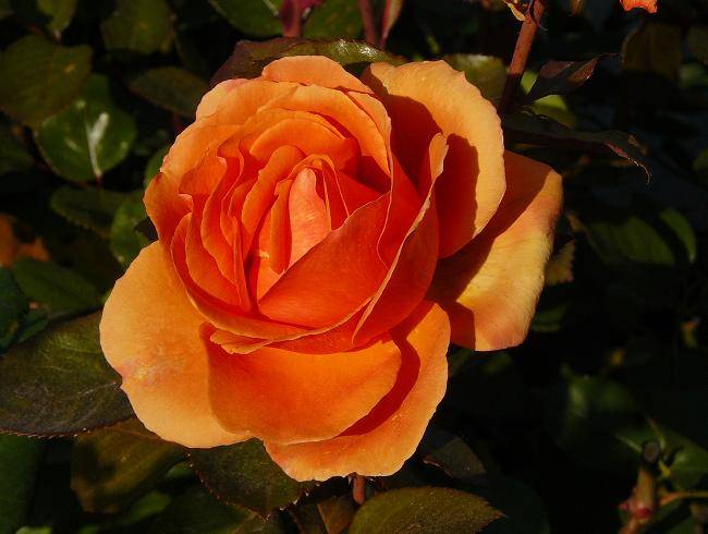 orange-4.JPG