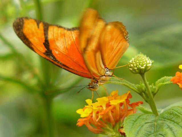 orange.JPG