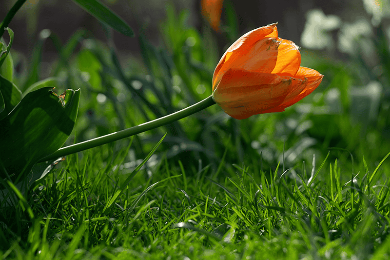 Orange tulip (original).png