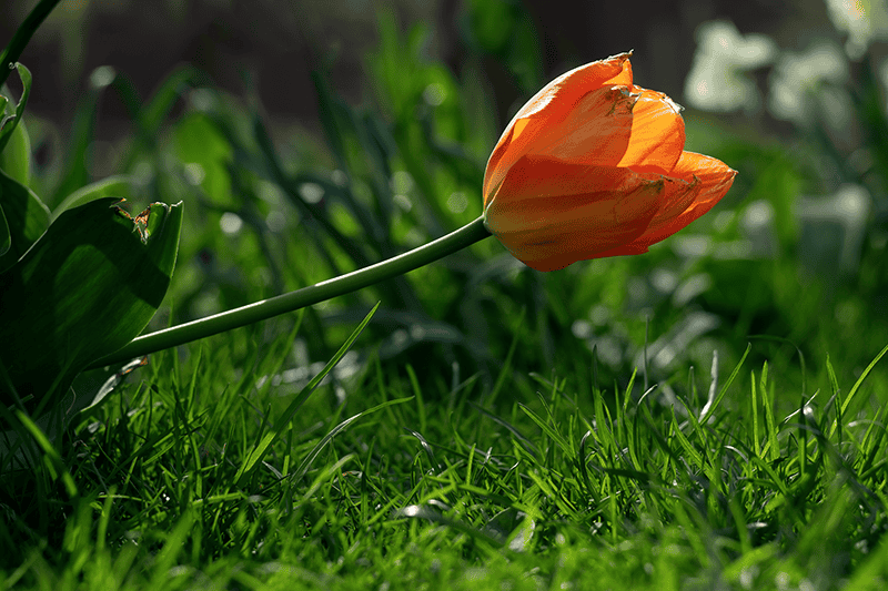 Orange tulip.png