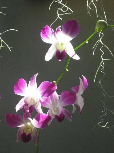 Orchids.jpg