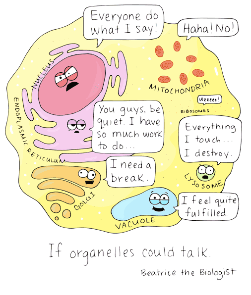 organelles.png