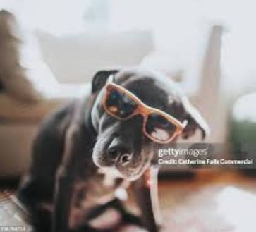 Oros Dog.jpg