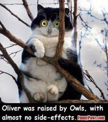 Owl-cat.jpg