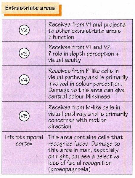 p 62, Neuroscience at a glance - Visual cortical areas - detail for V2-V5.jpg