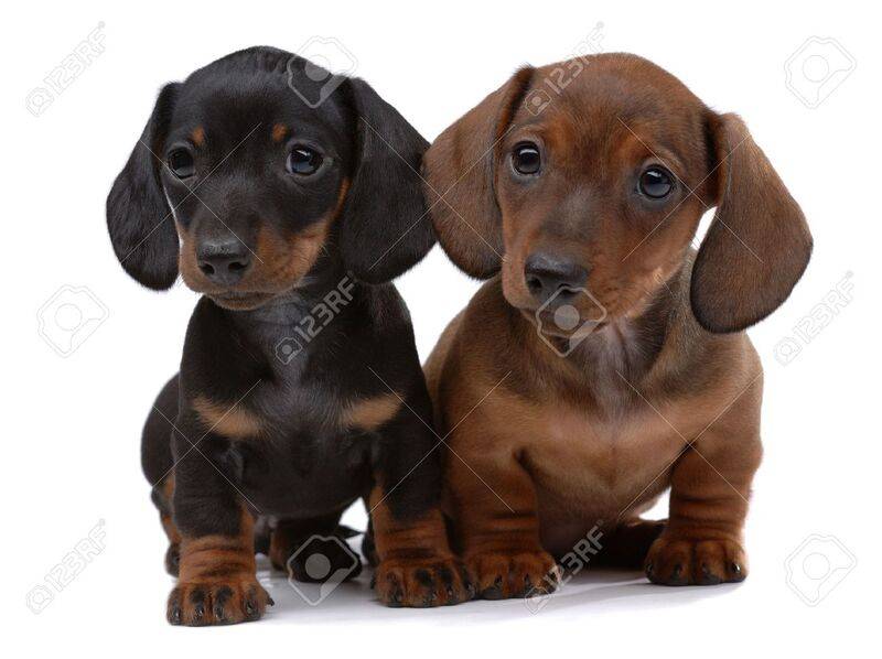 pair-of-smooth-haired-dachshunds-isolated-on-white.jpg