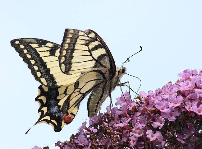 Papilio_machaon.jpg