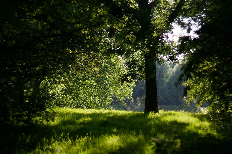 Park scene.webp