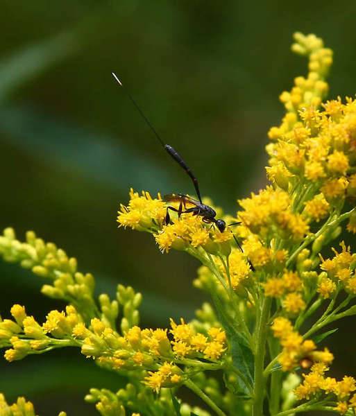 parwasp.jpg