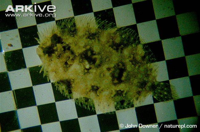 Peacock-flounder-on-checkerboard-showing-camouflage-abilities.jpg