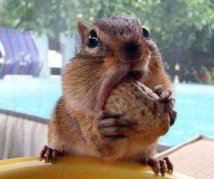 peanut3.jpg