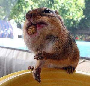 peanut4.jpg