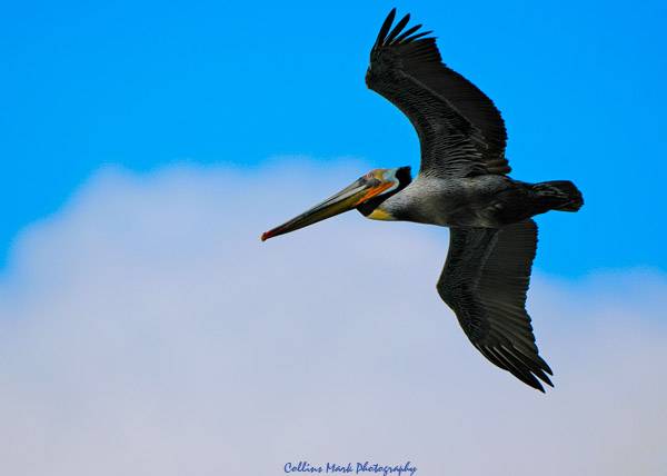 Pelican Fly.jpg