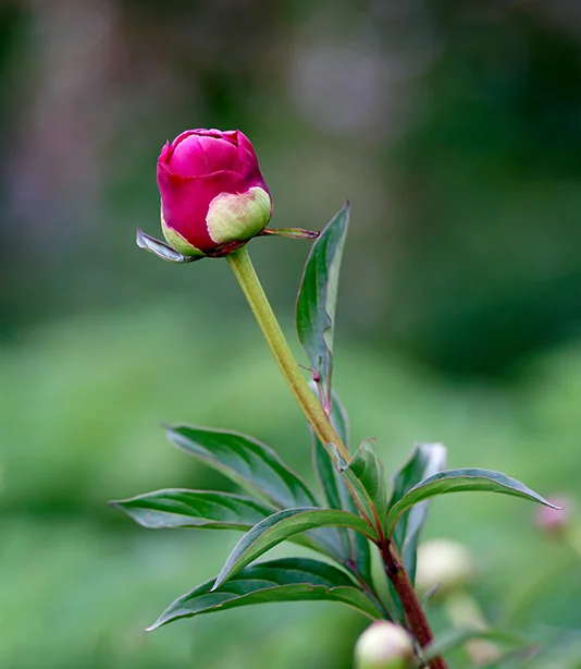 Peony.webp