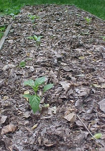 peppers.jpg