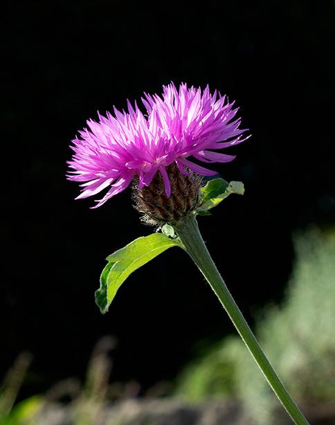 Persian cornflower.jpg