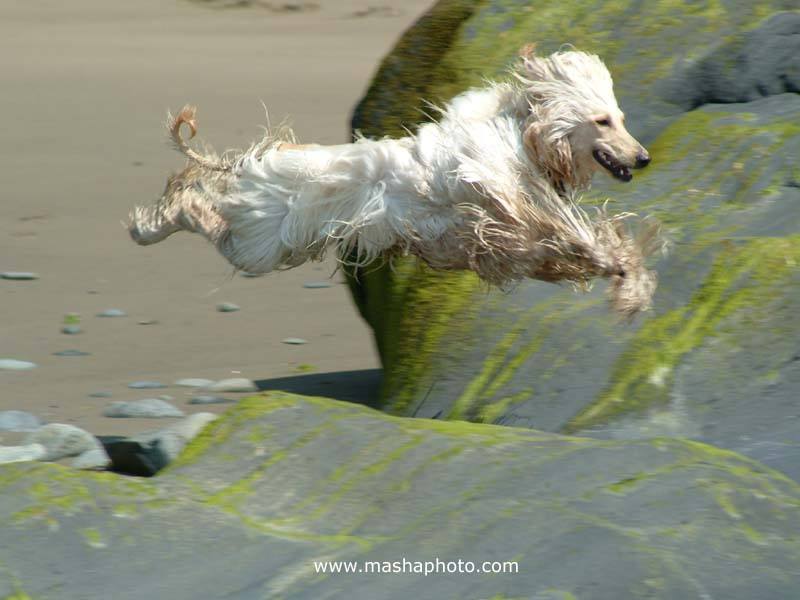 pet.wallpaper.flying_afghan.jpg
