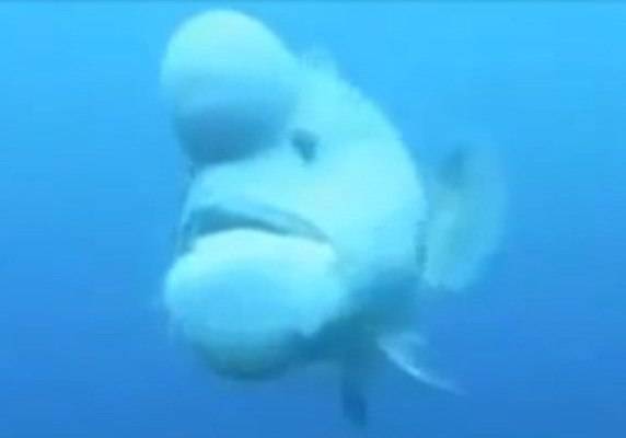 pez-blobfish.jpg