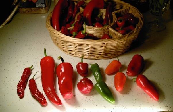 pf.2014.11.04.0813.pattis.peck.of.unpickled.peppers.jpg