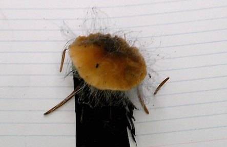 pf.2014.11.06.1122.fuzzy.shroom.jpg