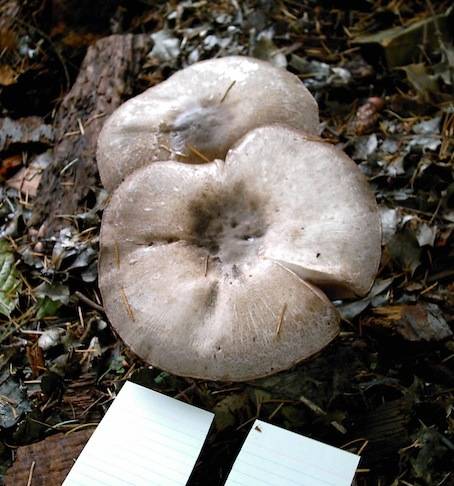 pf.2014.11.06.1142.big.shrooms.jpg