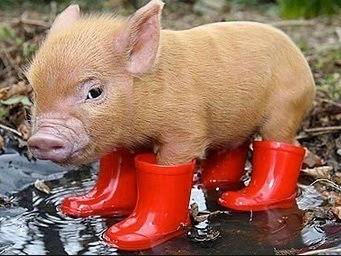 pf.2014.12.23.1347.dogs.in.boots.jpg