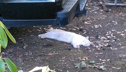 pf.2015.07.31.melted.kitty.jpg