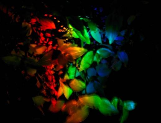 pf.very.pretty.om.rainbow.2012.December.jpg