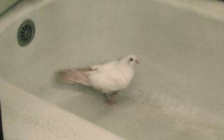 pf_birdbath.jpg