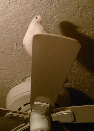 pf_birdie_cfan_IMG_0047.JPG