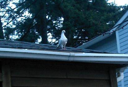 pf_birdie_roof.JPG