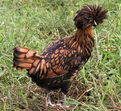 pfpolechicken.jpg