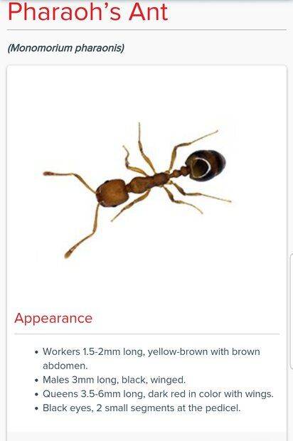 pharaoh's ant.jpg