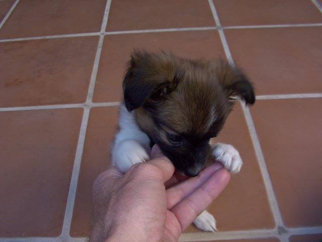 phoebe05.jpg