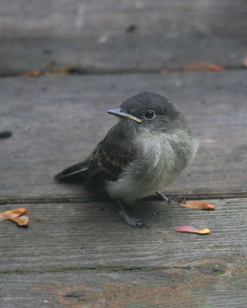 phoebechick.jpg