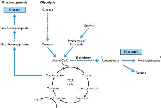 picrender.fcgi?book=endocrin&part=A43&blobname=ch2fb10.jpg