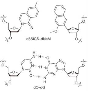 A T C G X And Y An New Organism With Unnatural Dna Physics Forums