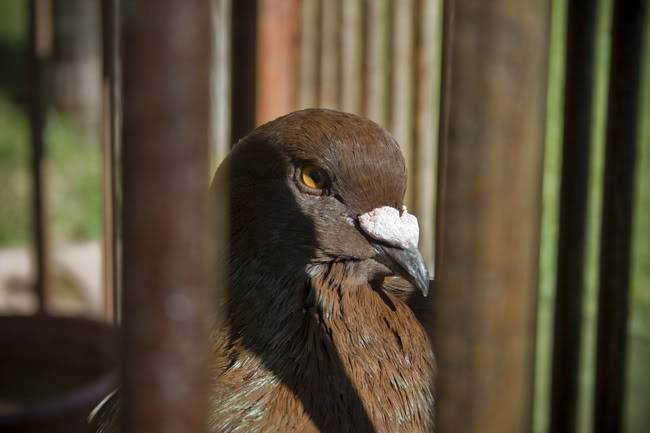 Pidgeon.jpg