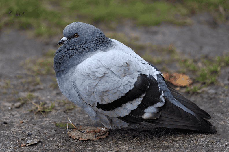 Pigeon (1a).png