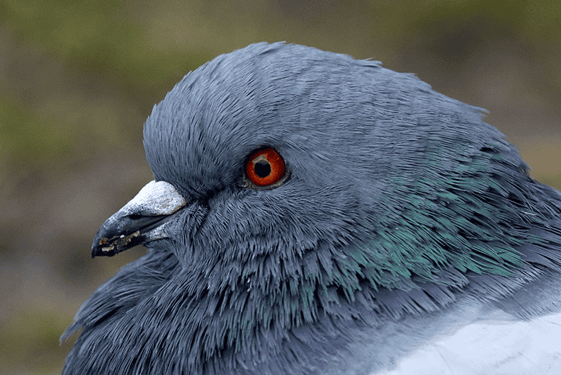 Pigeon (1b).png