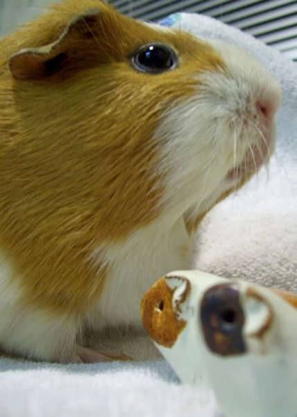 piggeeeh.jpg
