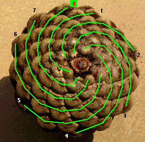 pinecone3green.gif