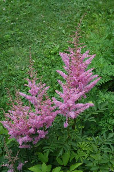 pinkbush.jpg