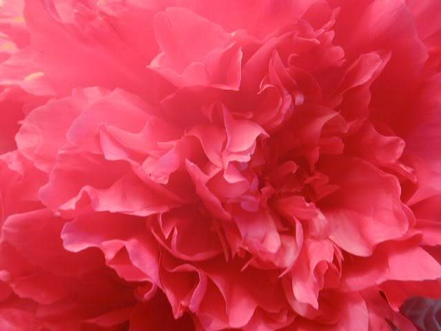 PinkFlower5035_640x480.jpg
