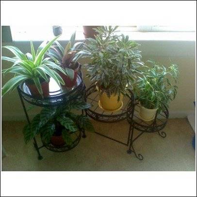 plants1cf5.jpg