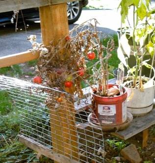 plastic.has.uses.as.garden.pots.jpg
