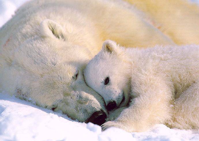 PolarBears_02a-Mom_N_Baby-Sleeping.jpg