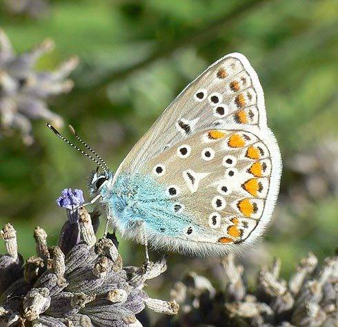 Polymatus_bellargus_.jpg